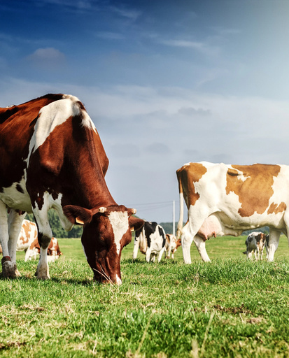 Доступні гранти: індивідуальна компенсація аграріям на будівництво та реконструкцію тваринницьких ферм